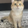 SAFKAN PİŞİK CÜTLEŞTİRME