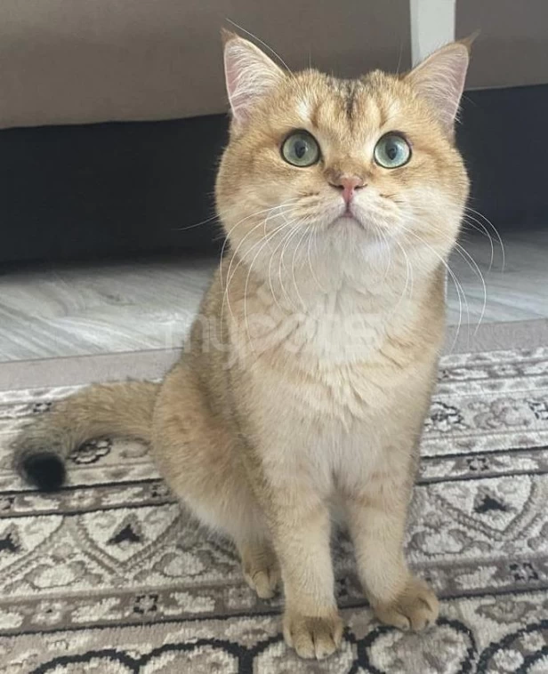 SAFKAN PİŞİK CÜTLEŞTİRME