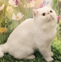 Кот-экзот с голубыми глазами приглашает на вязку