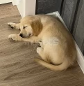 Golden Retriever satılır(2 aylıq / erkək)