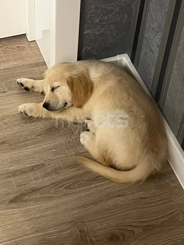 Golden Retriever satılır(2 aylıq / erkək)