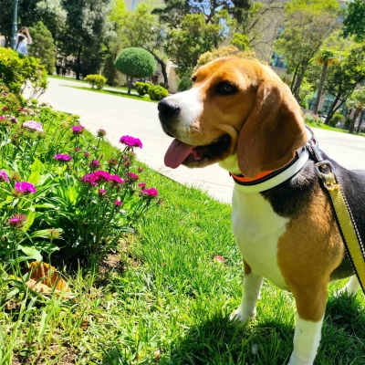 Beagle Lora